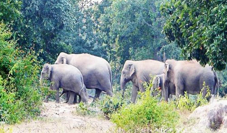 स्मृति वन में Elephants ने मचाया उत्पात