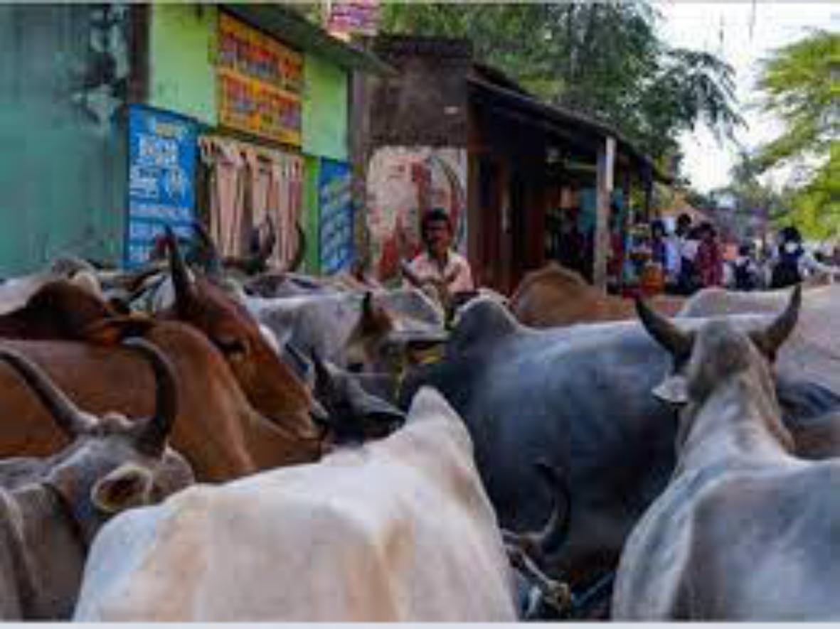 उत्तराखंड गो सेवा आयोग ने विभिन्न बिंदुओं पर शासन को भेजा प्रस्ताव