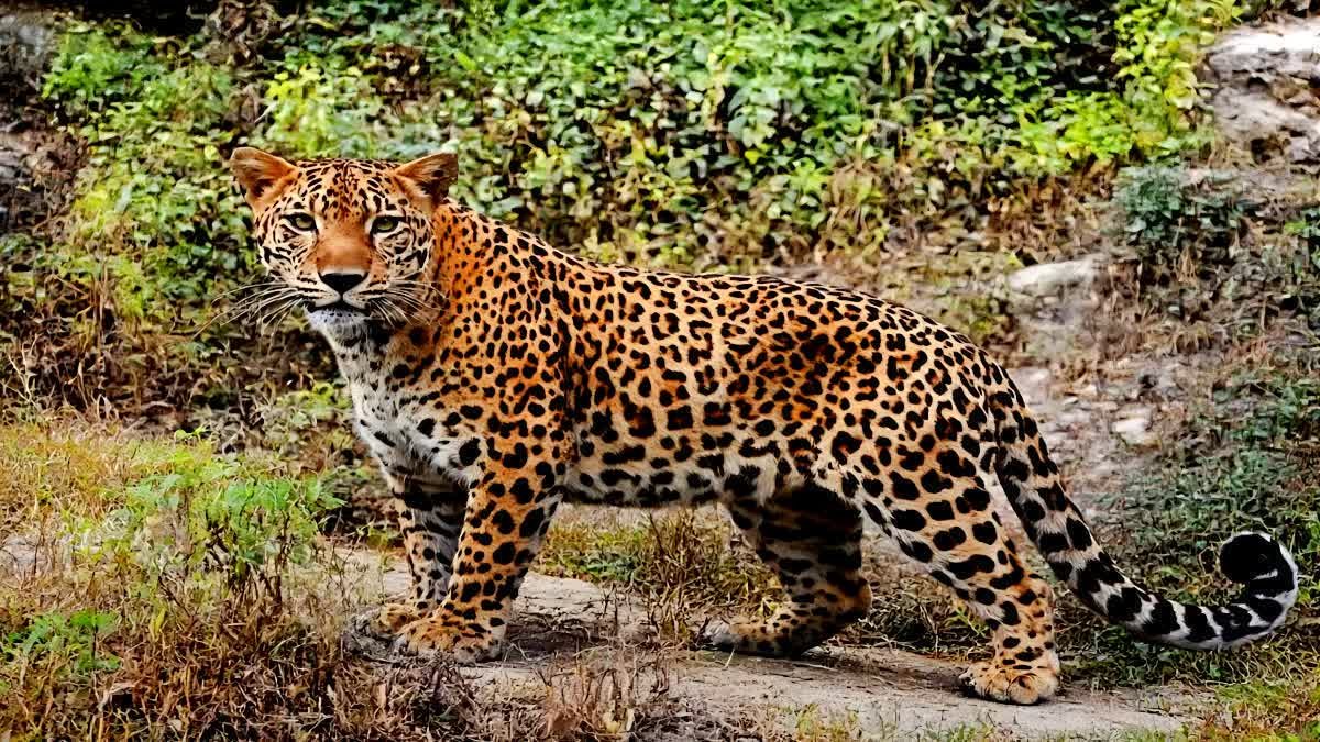 गुलदार ने महिला पर घात लगाकर किया हमला, गंभीर रूप से घायल