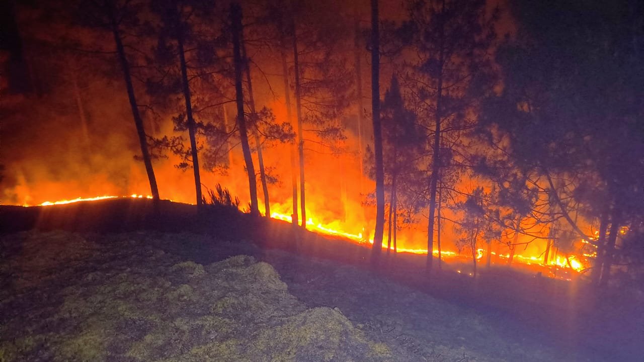 दुर्लभ कस्तूरा मृग के जीवन पर मंडराया खतरा