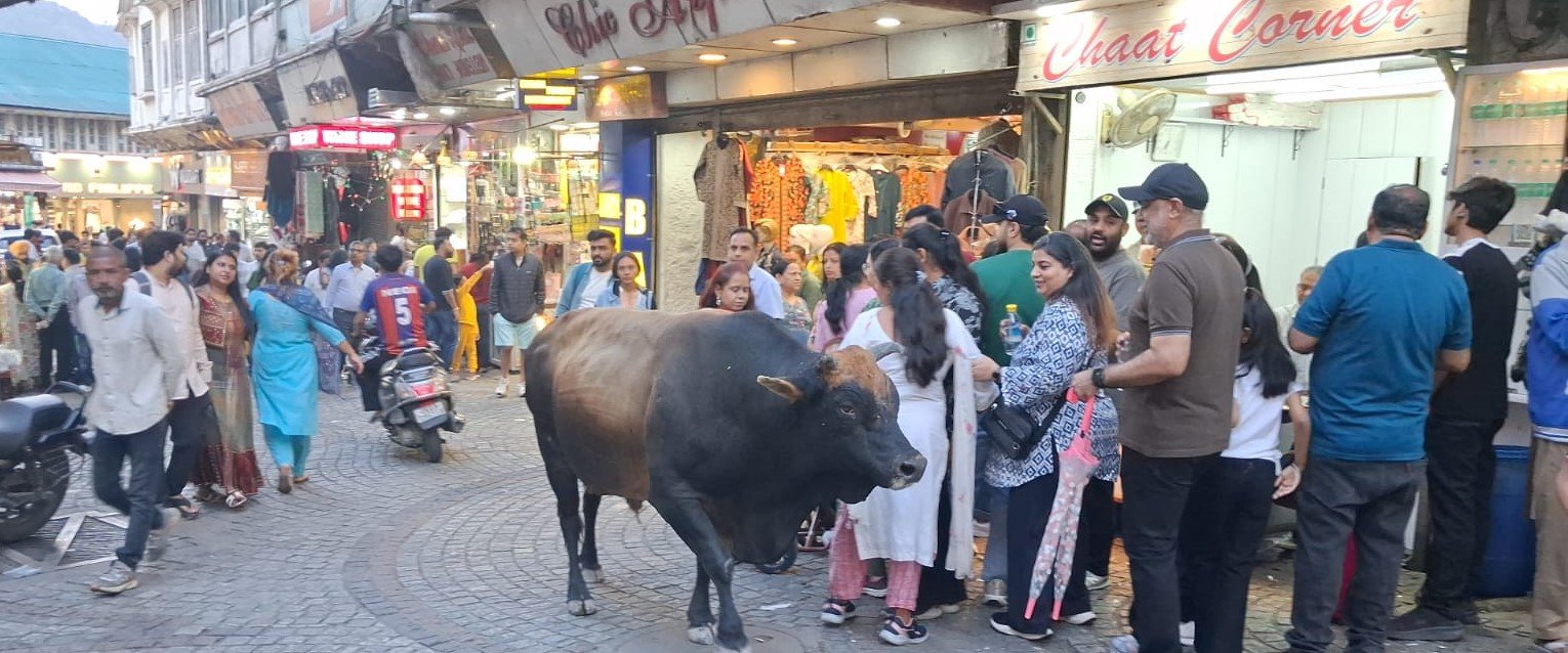 माल रोड पर घूमते आवारा पशु बने पर्यटकों के लिए परेशानी का सबब