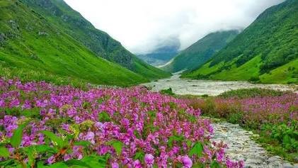 लद्दाख में विकसित किये गए विश्व के सबसे ऊंचाई पर स्थित फ्लॉवर फील्ड